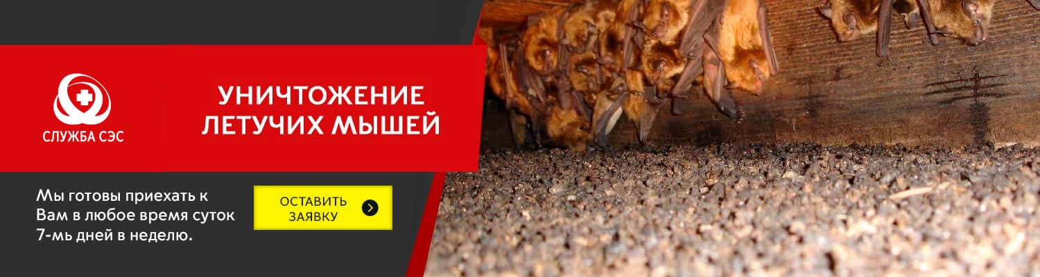 Уничтожение летучих мышей в Сергиев Посаде